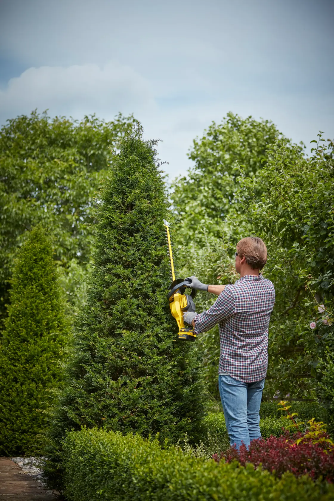 STANLEY SFMCHT855M1 hedge trimmer used outdoors by a person trimming a tall bush.